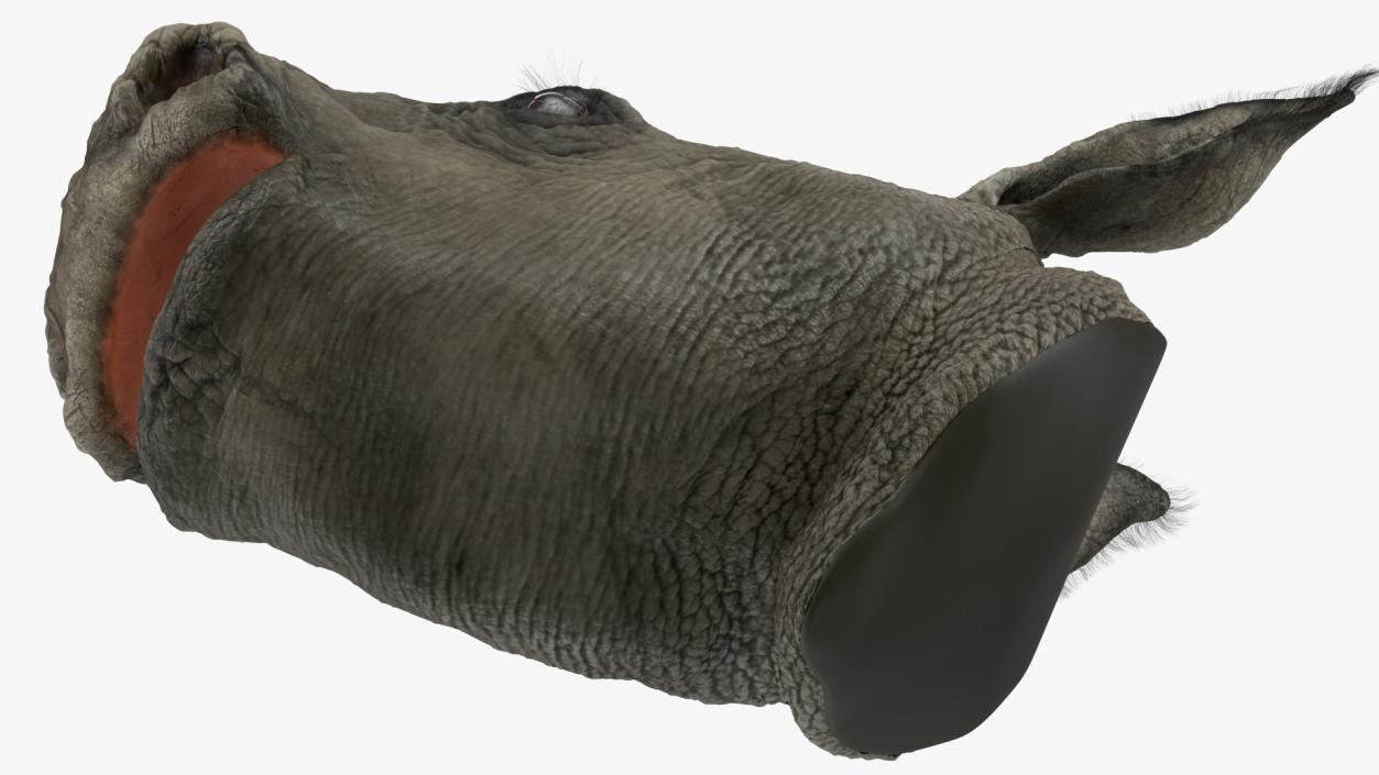 Baby Rhino Head Fur 3D model