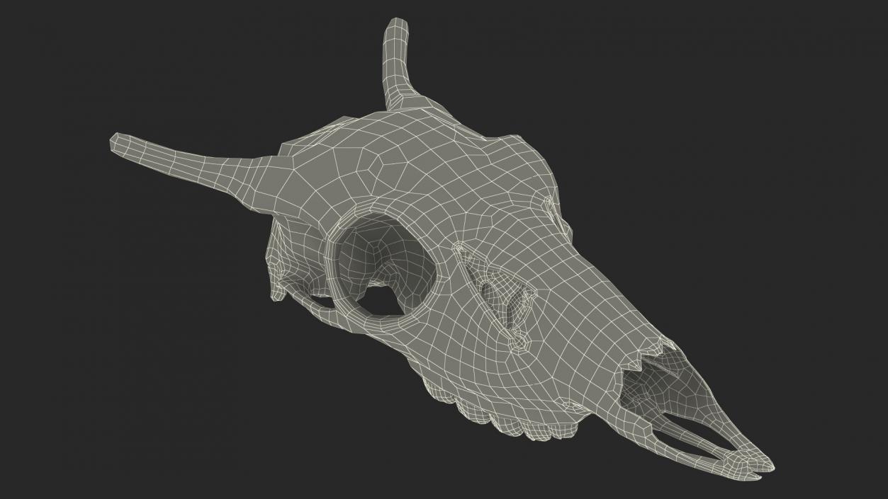 3D Deer Skull Without Antlers