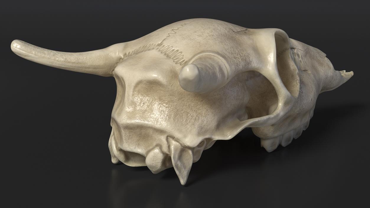 3D Deer Skull Without Antlers