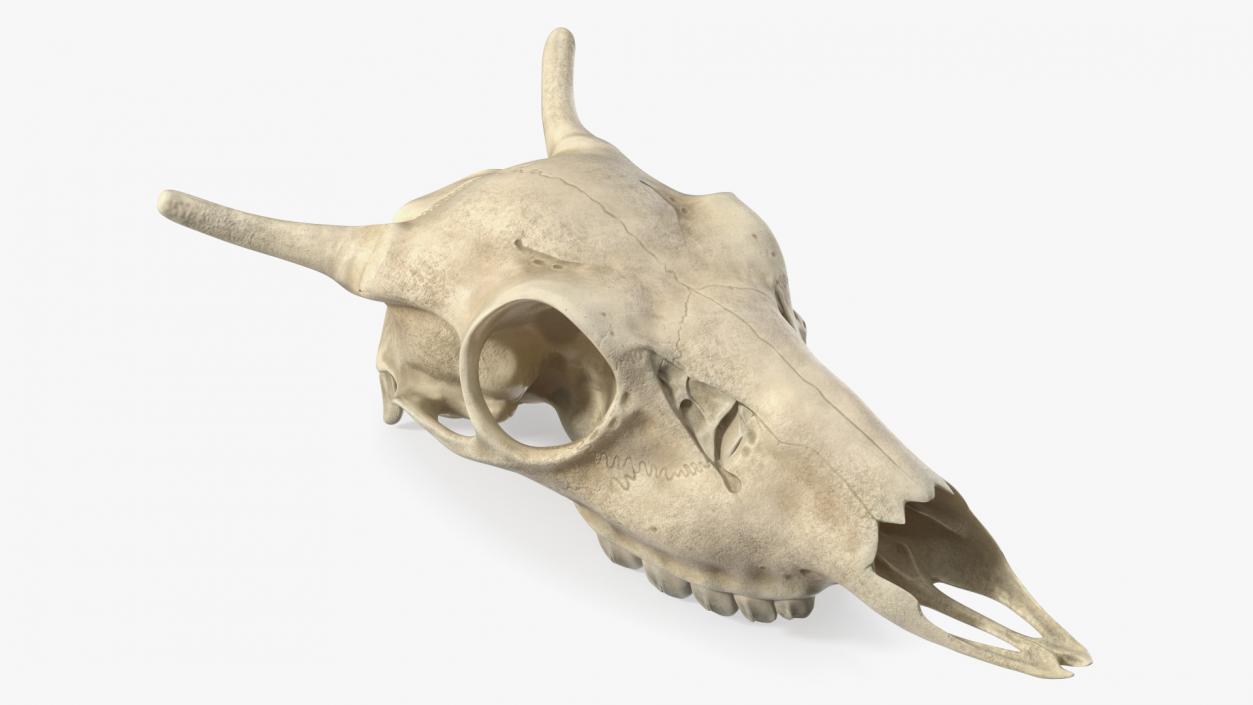 3D Deer Skull Without Antlers