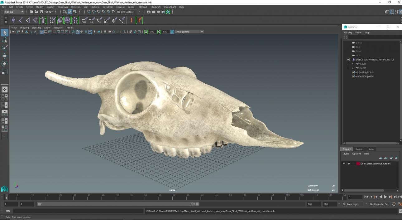 3D Deer Skull Without Antlers