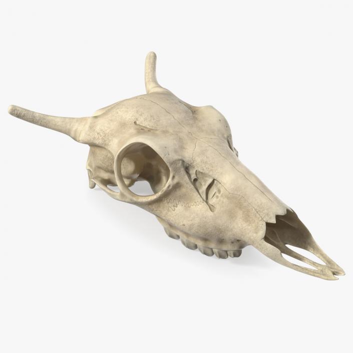 3D Deer Skull Without Antlers