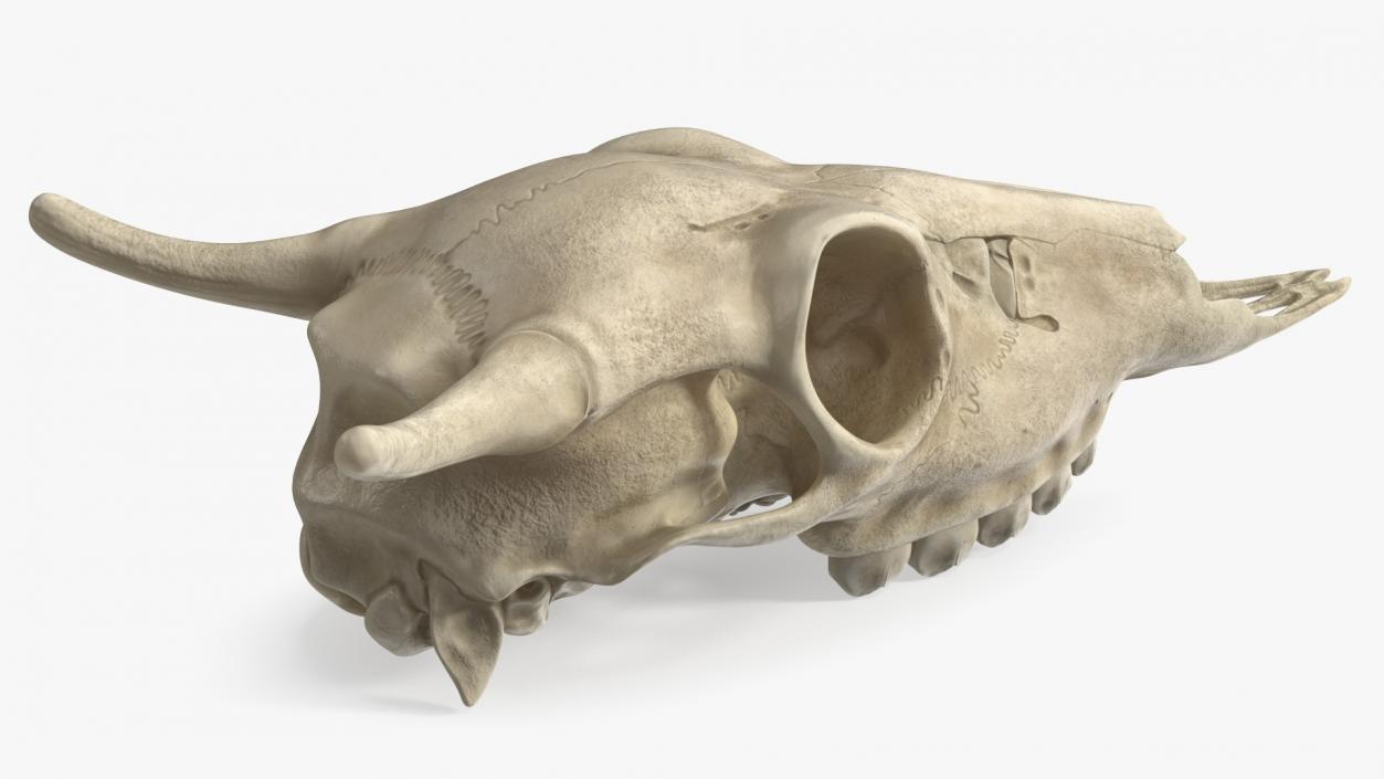 3D Deer Skull Without Antlers