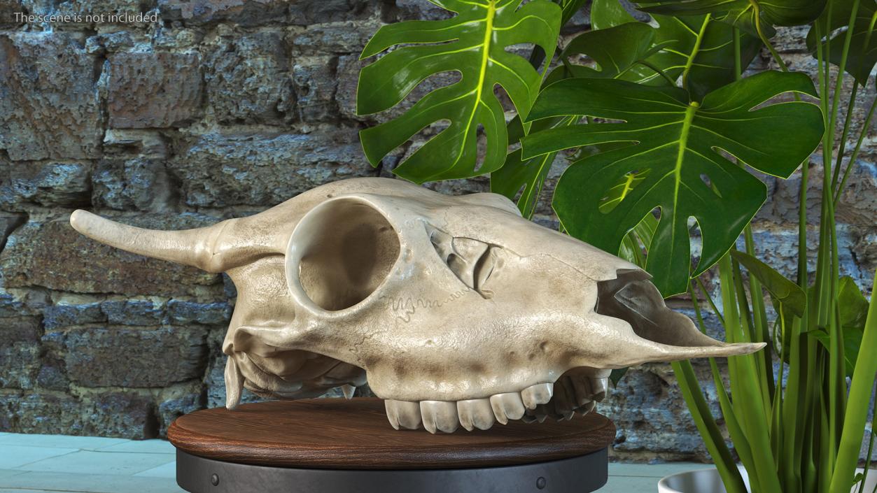 3D Deer Skull Without Antlers