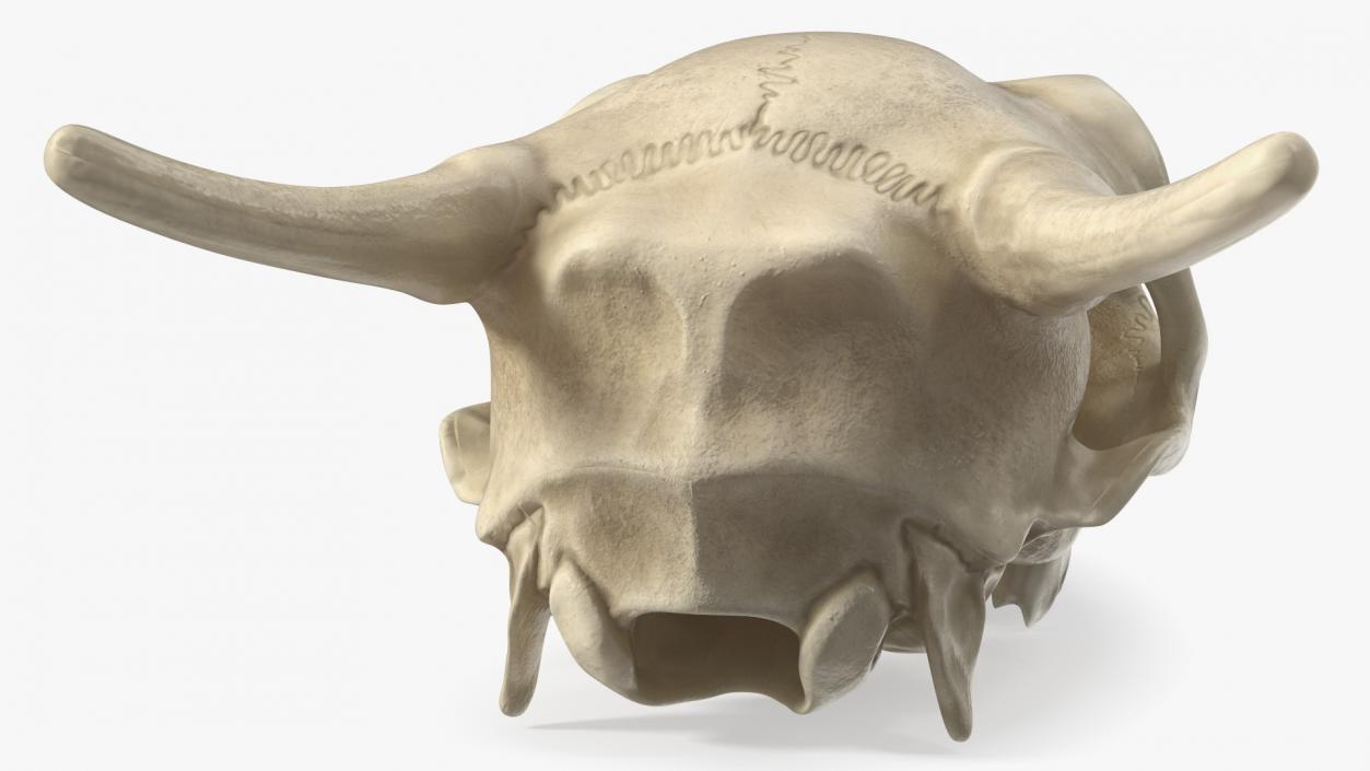 3D Deer Skull Without Antlers