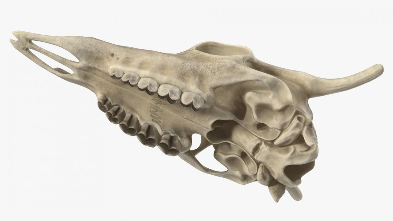 3D Deer Skull Without Antlers