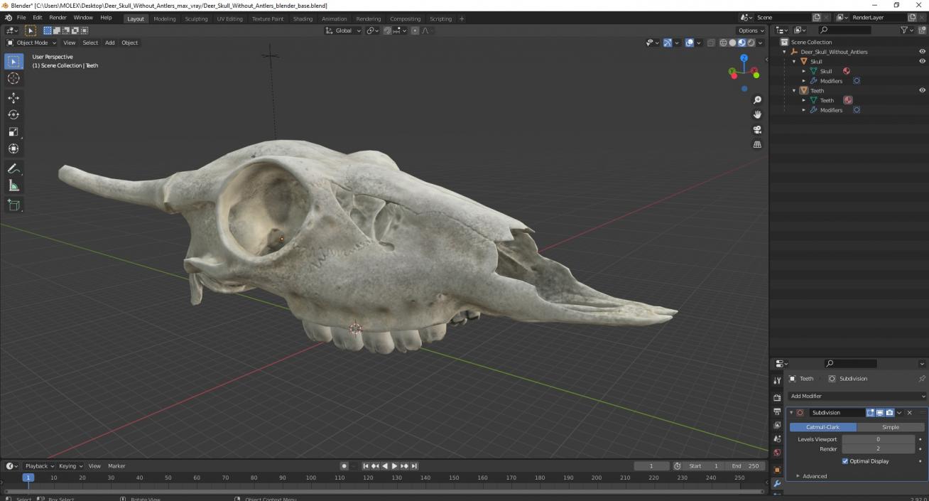 3D Deer Skull Without Antlers