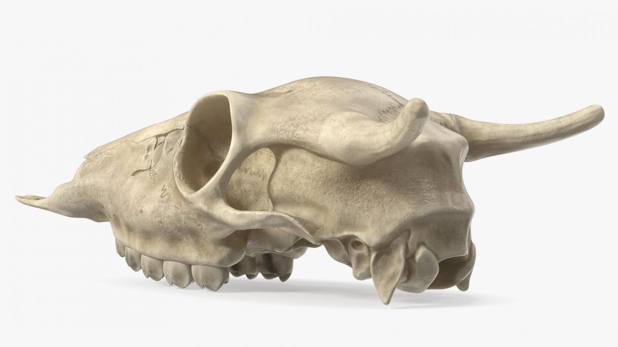 3D Deer Skull Without Antlers