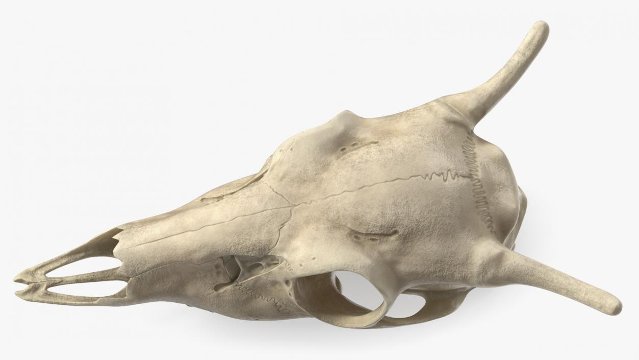 3D Deer Skull Without Antlers