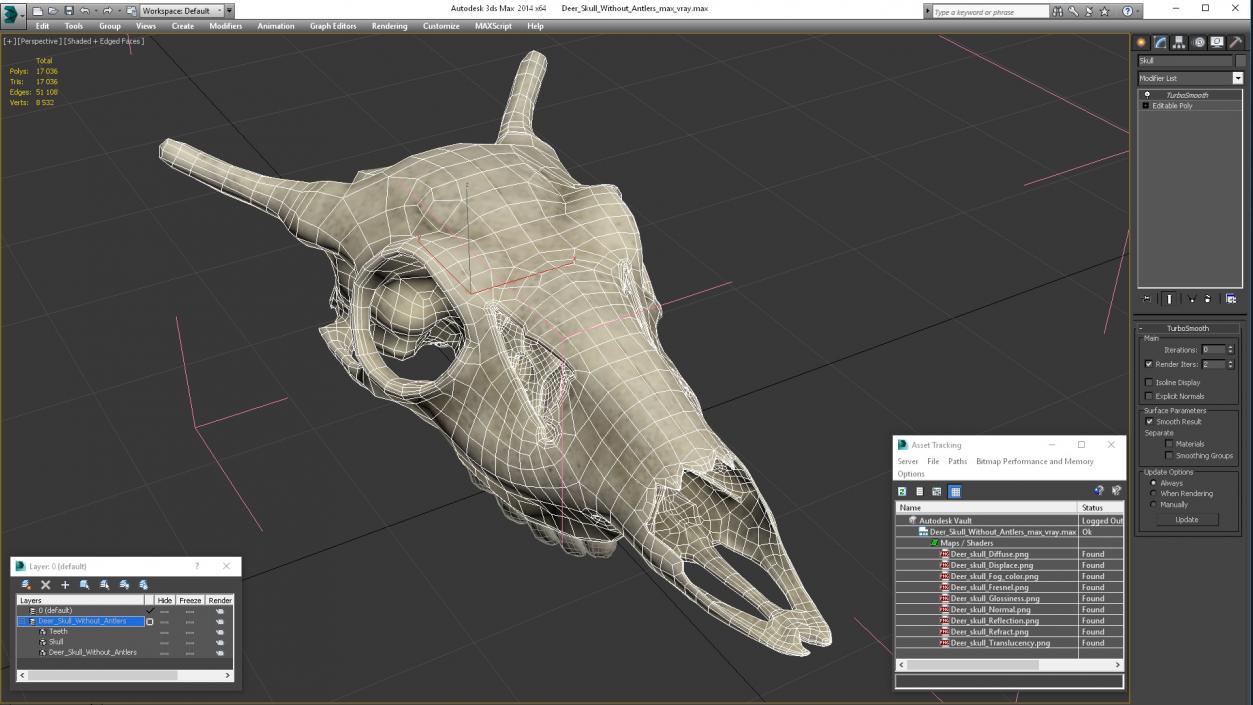 3D Deer Skull Without Antlers