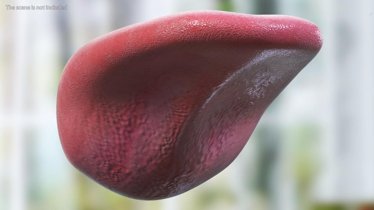 3D model Human Tongue Anatomy