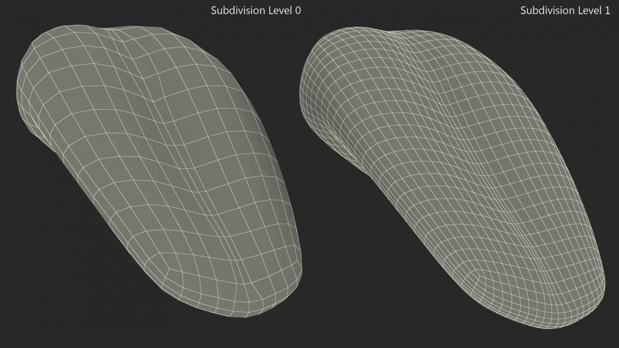 3D model Human Tongue Anatomy