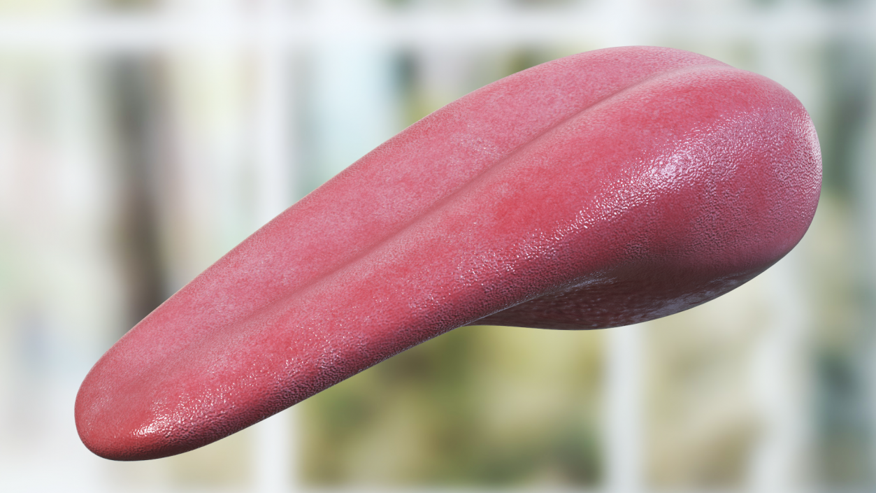 3D model Human Tongue Anatomy