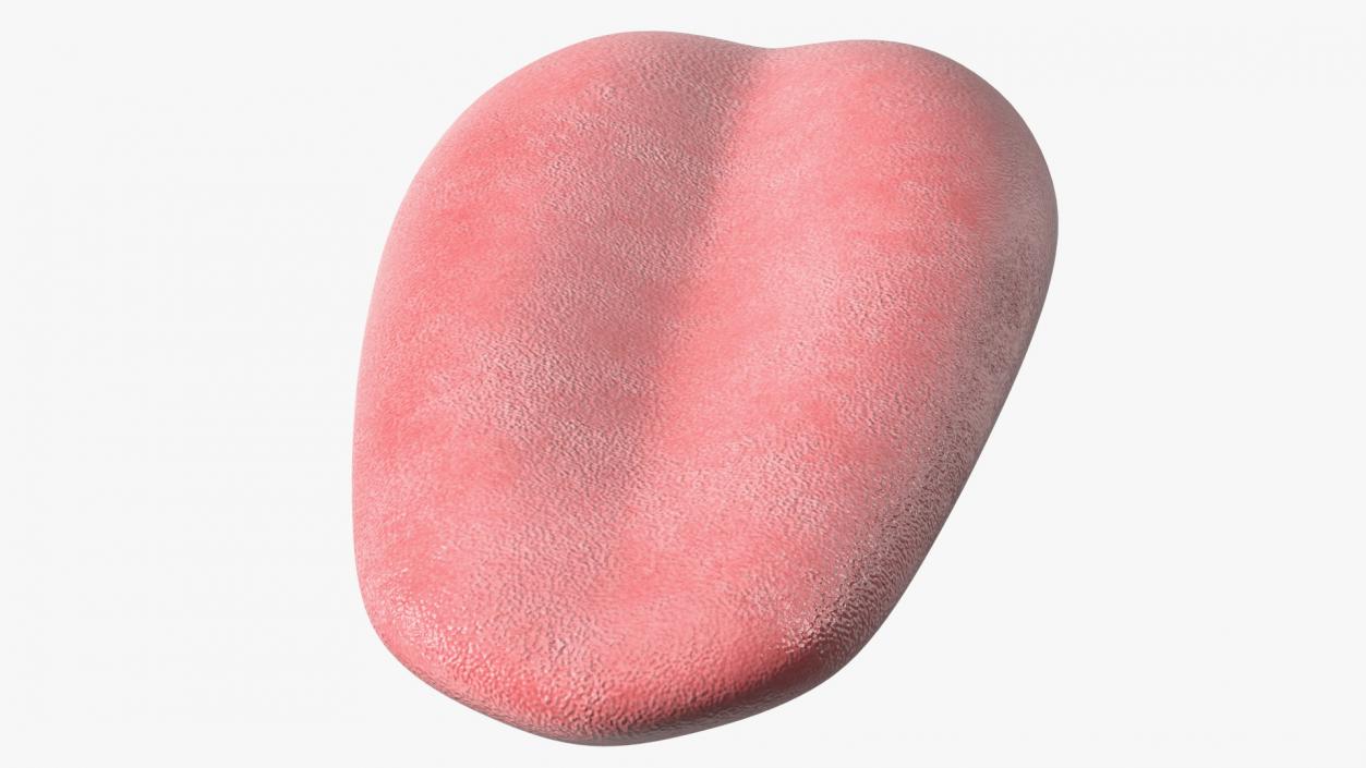 3D model Human Tongue Anatomy