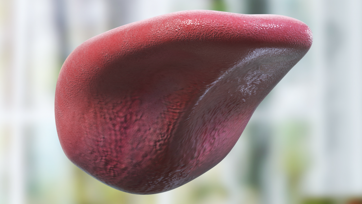 3D model Human Tongue Anatomy