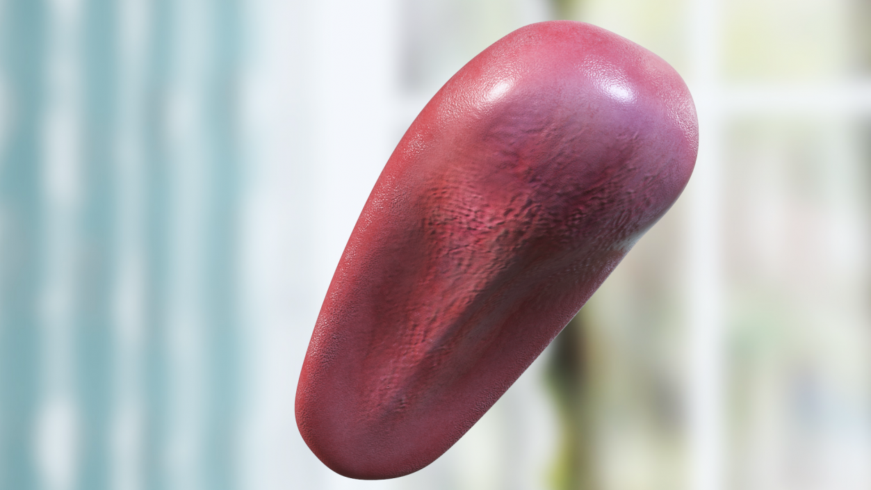 3D model Human Tongue Anatomy