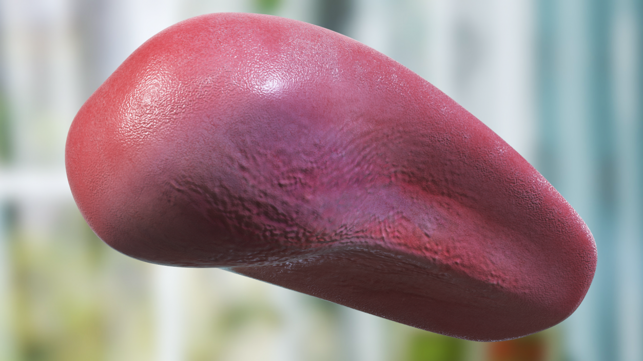 3D model Human Tongue Anatomy