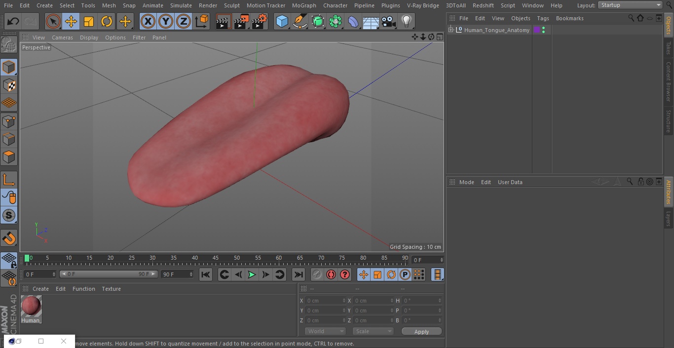 3D model Human Tongue Anatomy