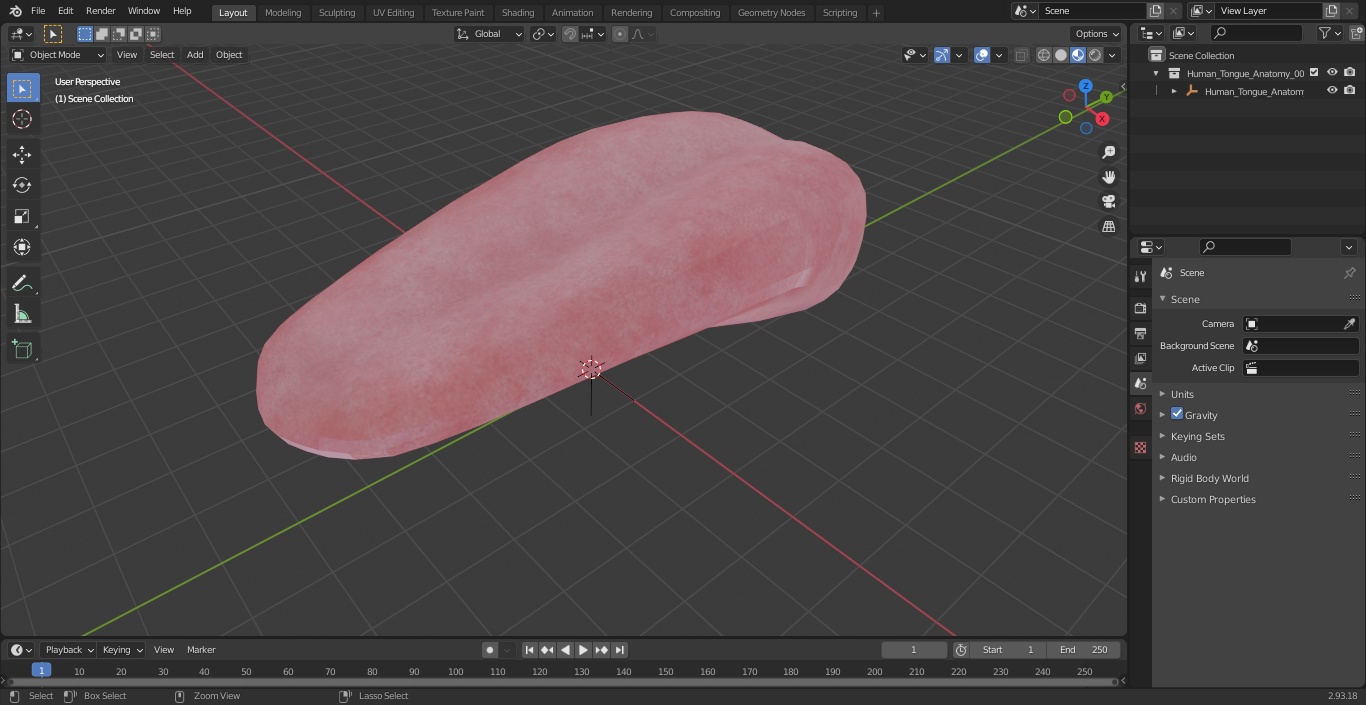 3D model Human Tongue Anatomy