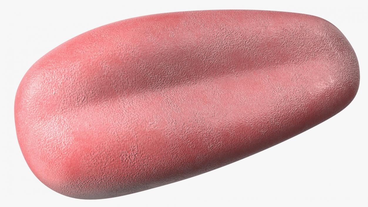 3D model Human Tongue Anatomy