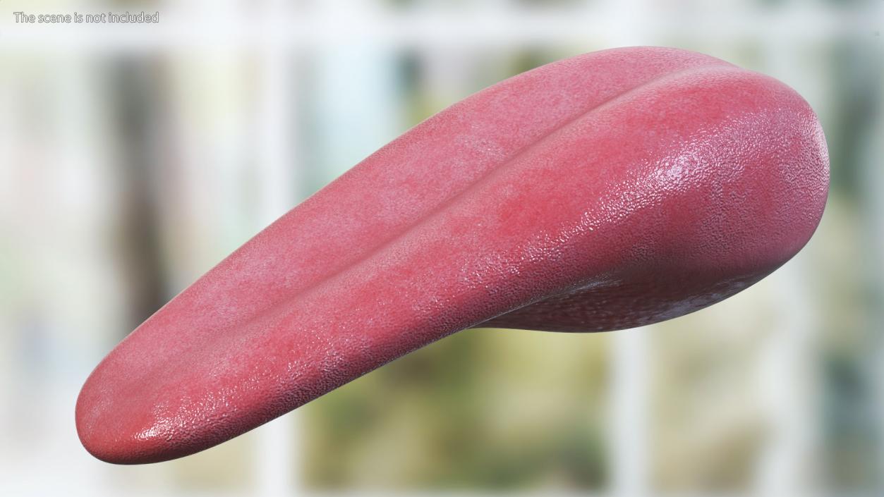 3D model Human Tongue Anatomy