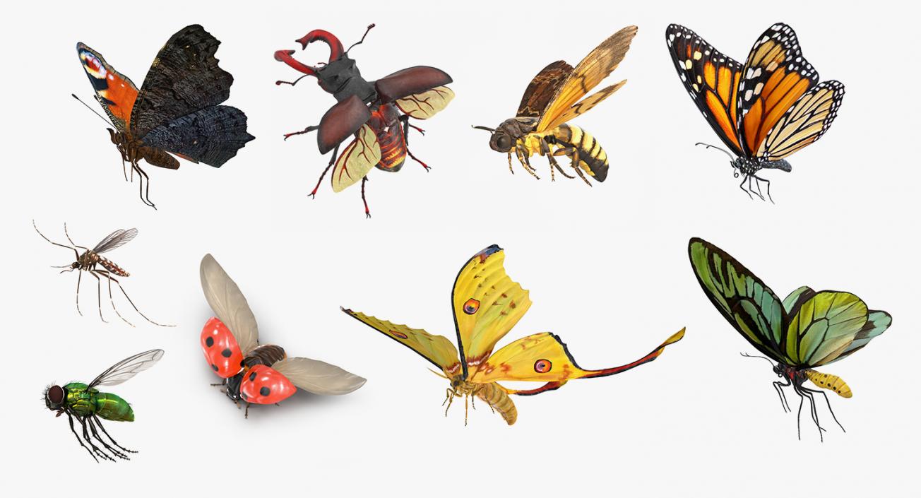 Flying Insects Collection 4 3D