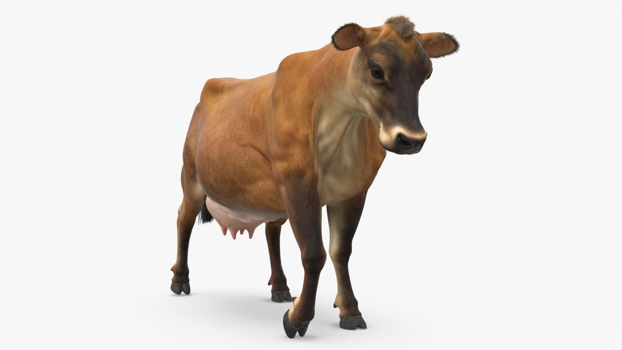 Jersey Dairy Cow Fur Rigged 3D