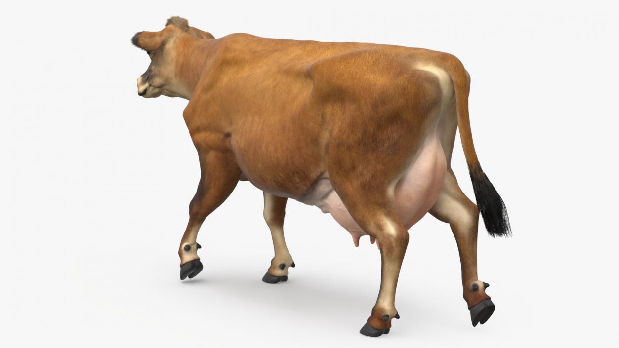 Jersey Dairy Cow Fur Rigged 3D