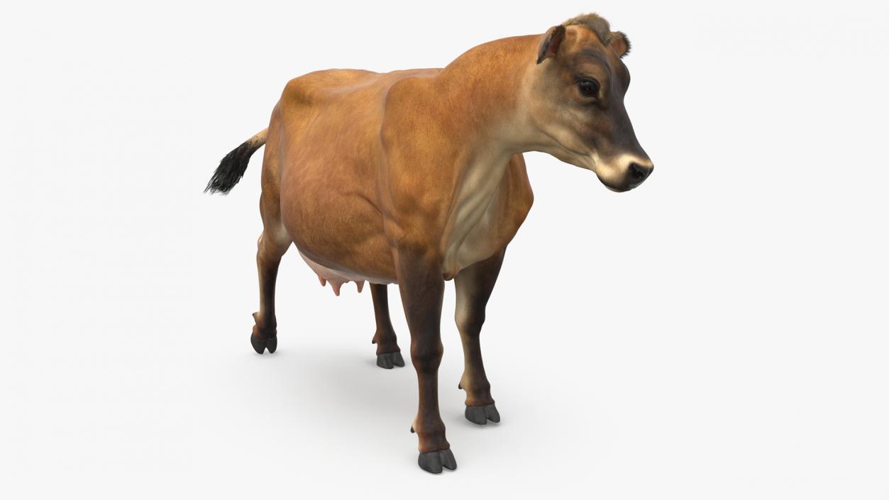 Jersey Dairy Cow Fur Rigged 3D