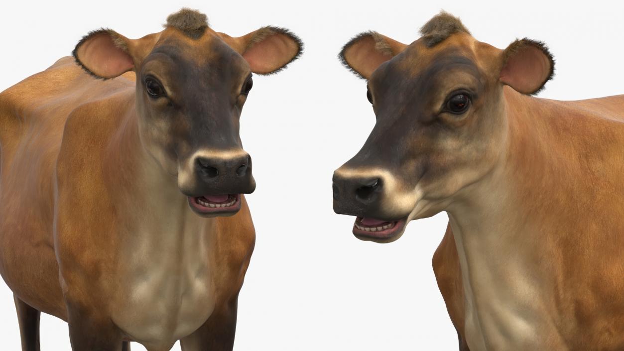 Jersey Dairy Cow Fur Rigged 3D