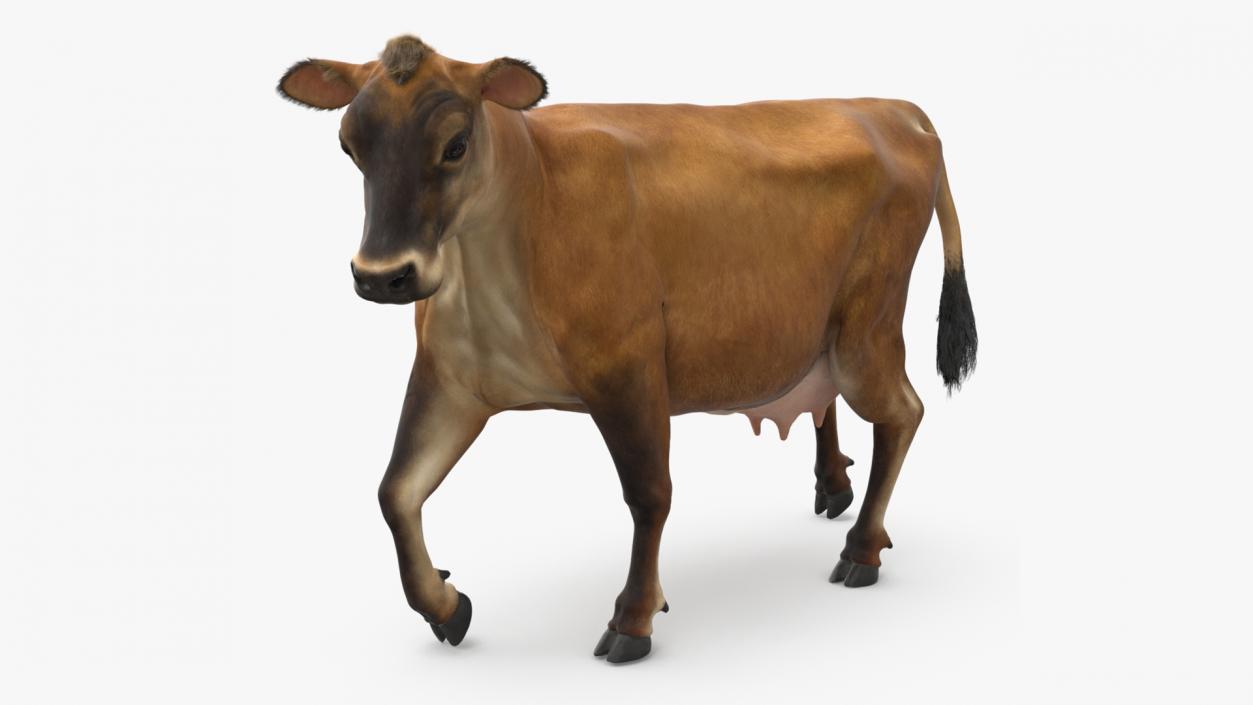 Jersey Dairy Cow Fur Rigged 3D