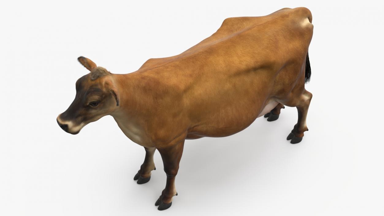 Jersey Dairy Cow Fur Rigged 3D