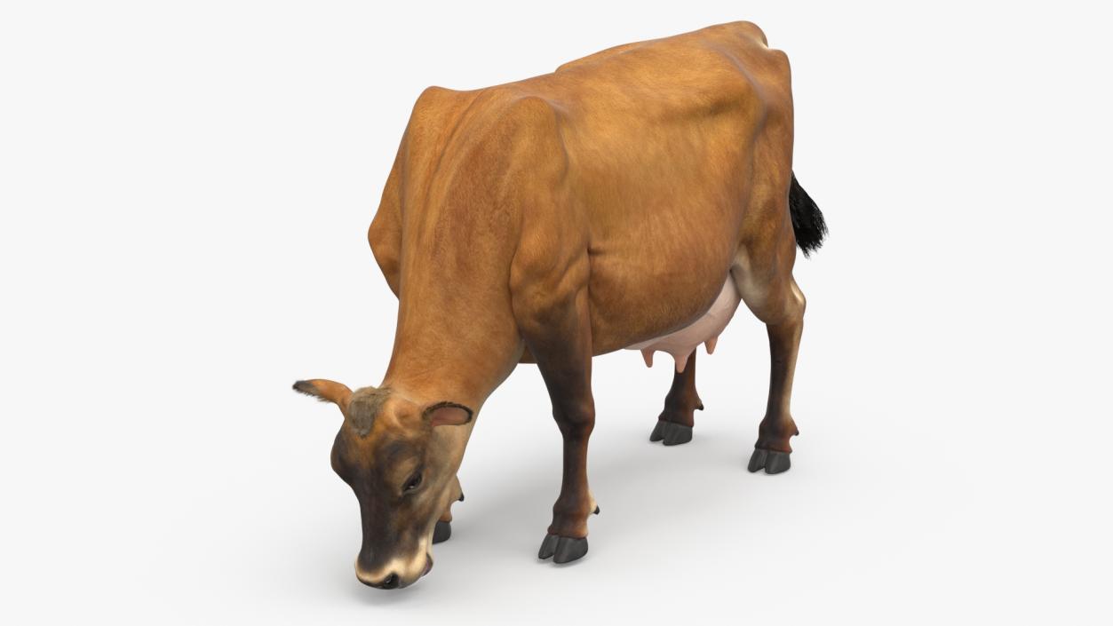 Jersey Dairy Cow Fur Rigged 3D