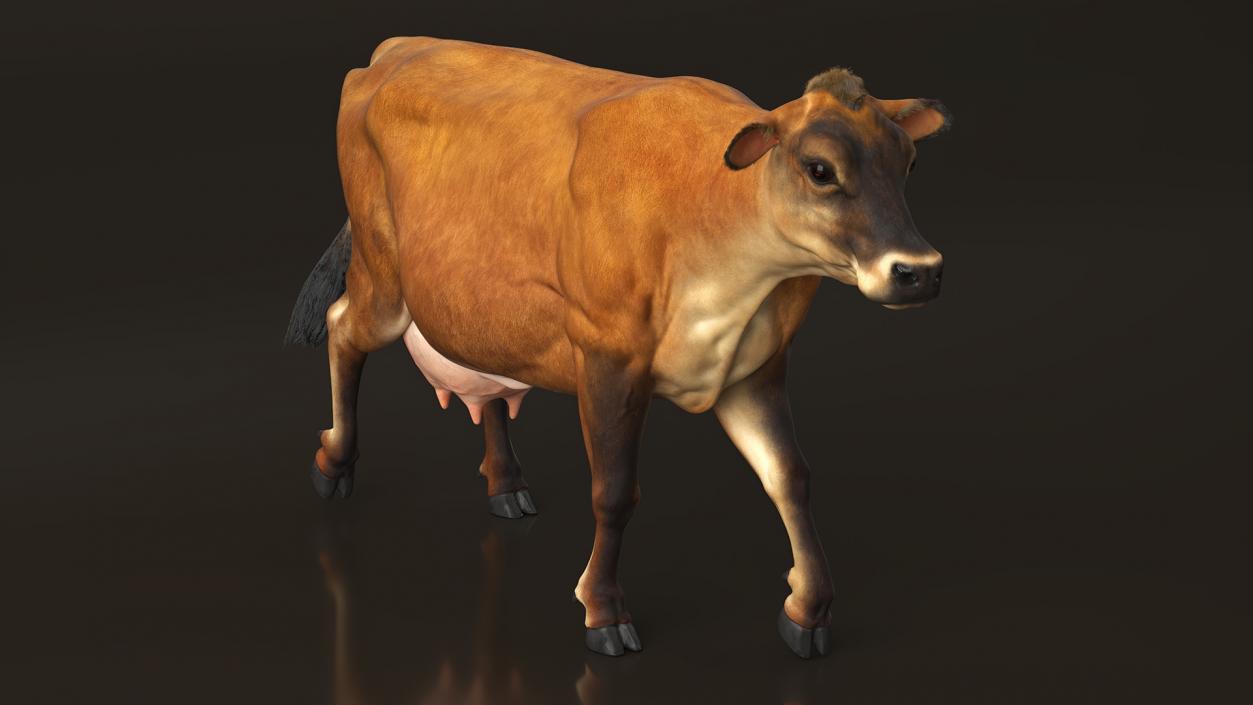 Jersey Dairy Cow Fur Rigged 3D