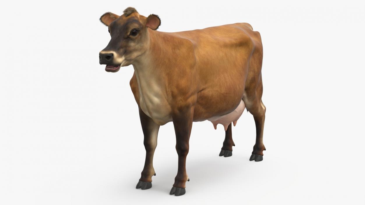 Jersey Dairy Cow Fur Rigged 3D