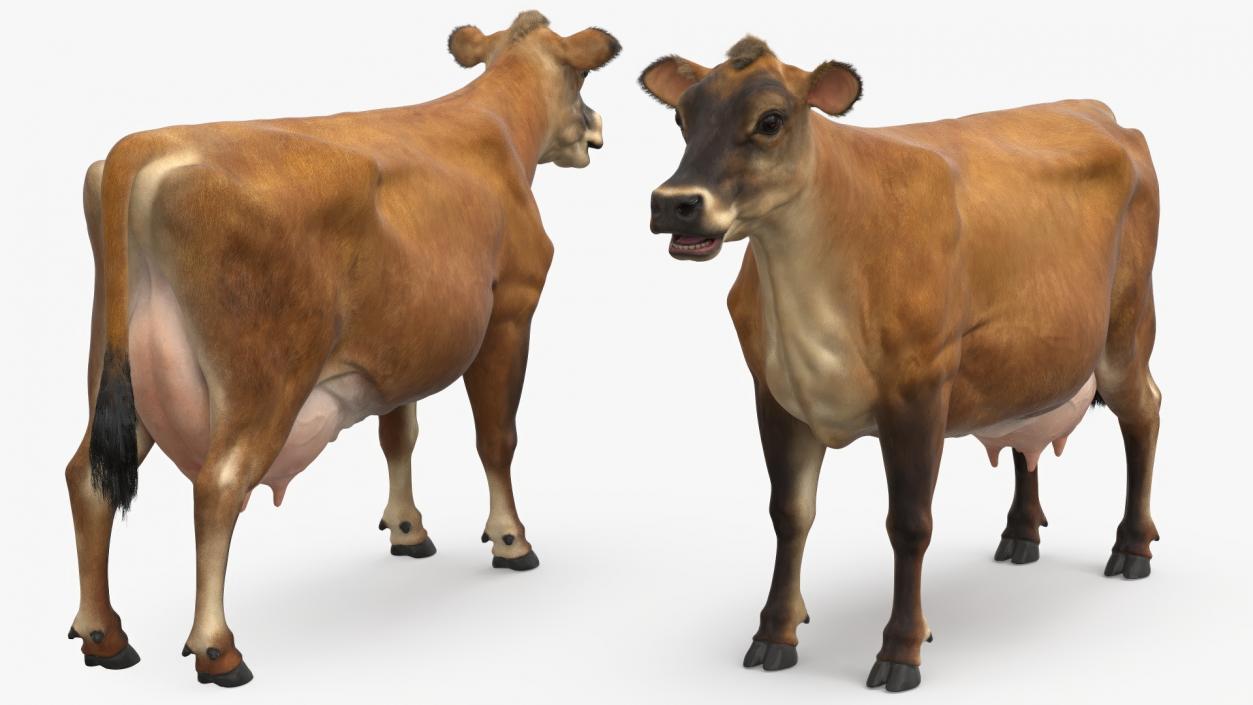 Jersey Dairy Cow Fur Rigged 3D