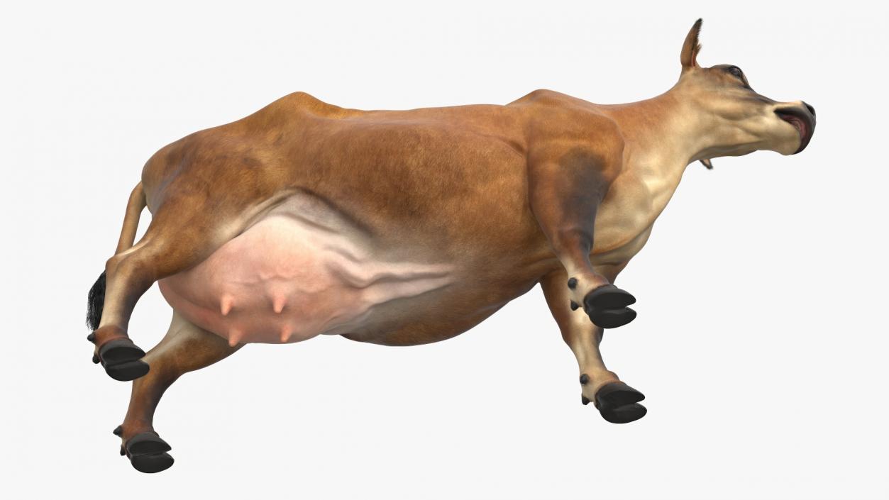 Jersey Dairy Cow Fur Rigged 3D