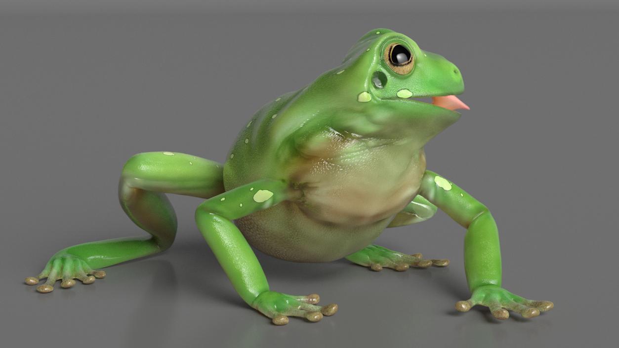 3D Realistic Australian Green Frog Rigged model