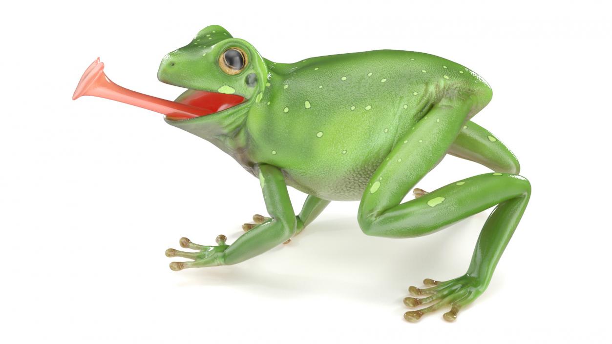 3D Realistic Australian Green Frog Rigged model