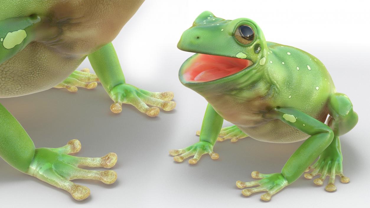 3D Realistic Australian Green Frog Rigged model