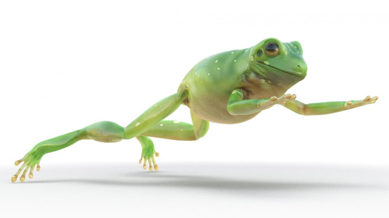 3D Realistic Australian Green Frog Rigged model