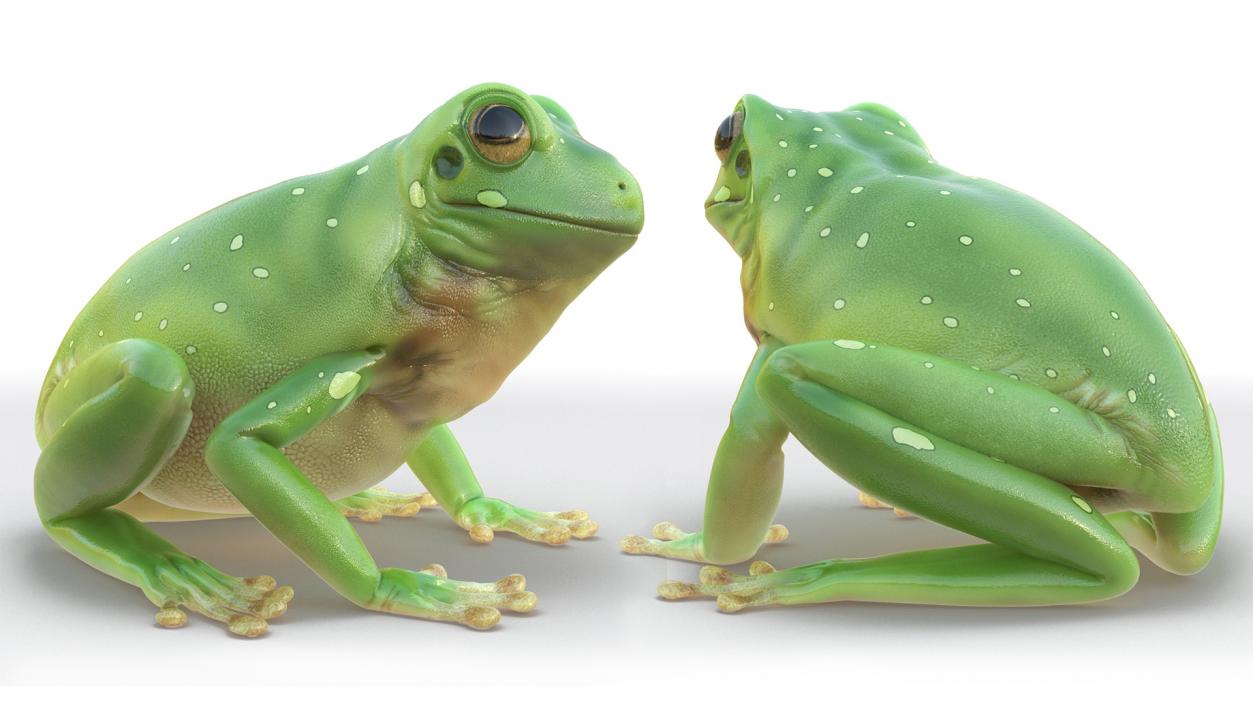 3D Realistic Australian Green Frog Rigged model