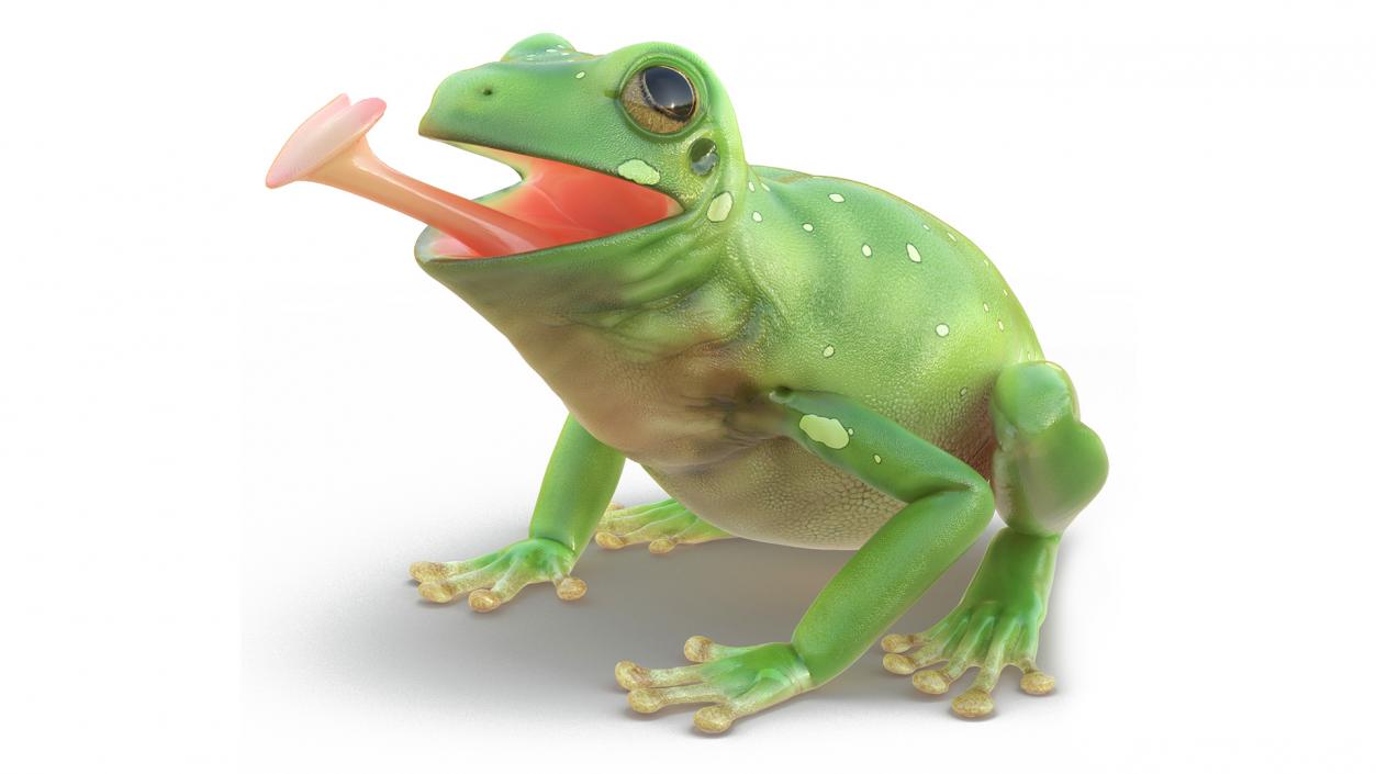 3D Realistic Australian Green Frog Rigged model