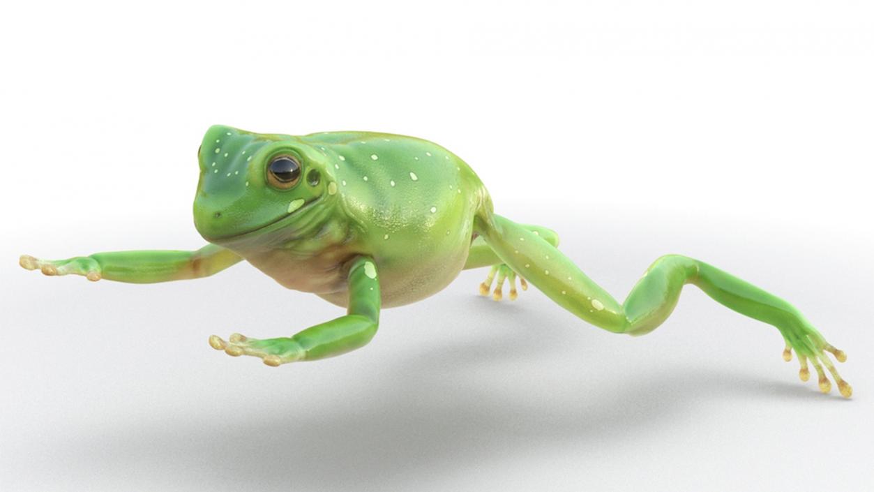 3D Realistic Australian Green Frog Rigged model