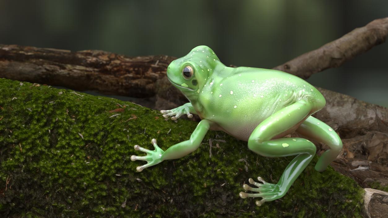 3D Realistic Australian Green Frog Rigged model