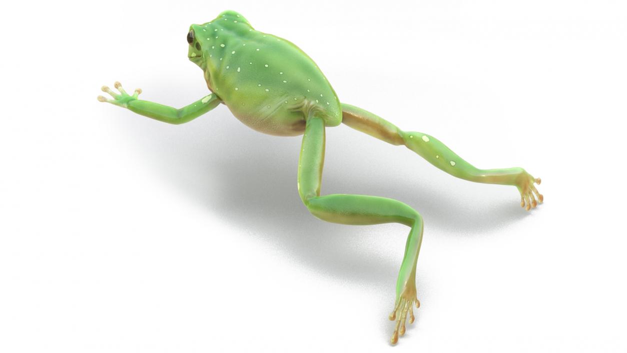 3D Realistic Australian Green Frog Rigged model