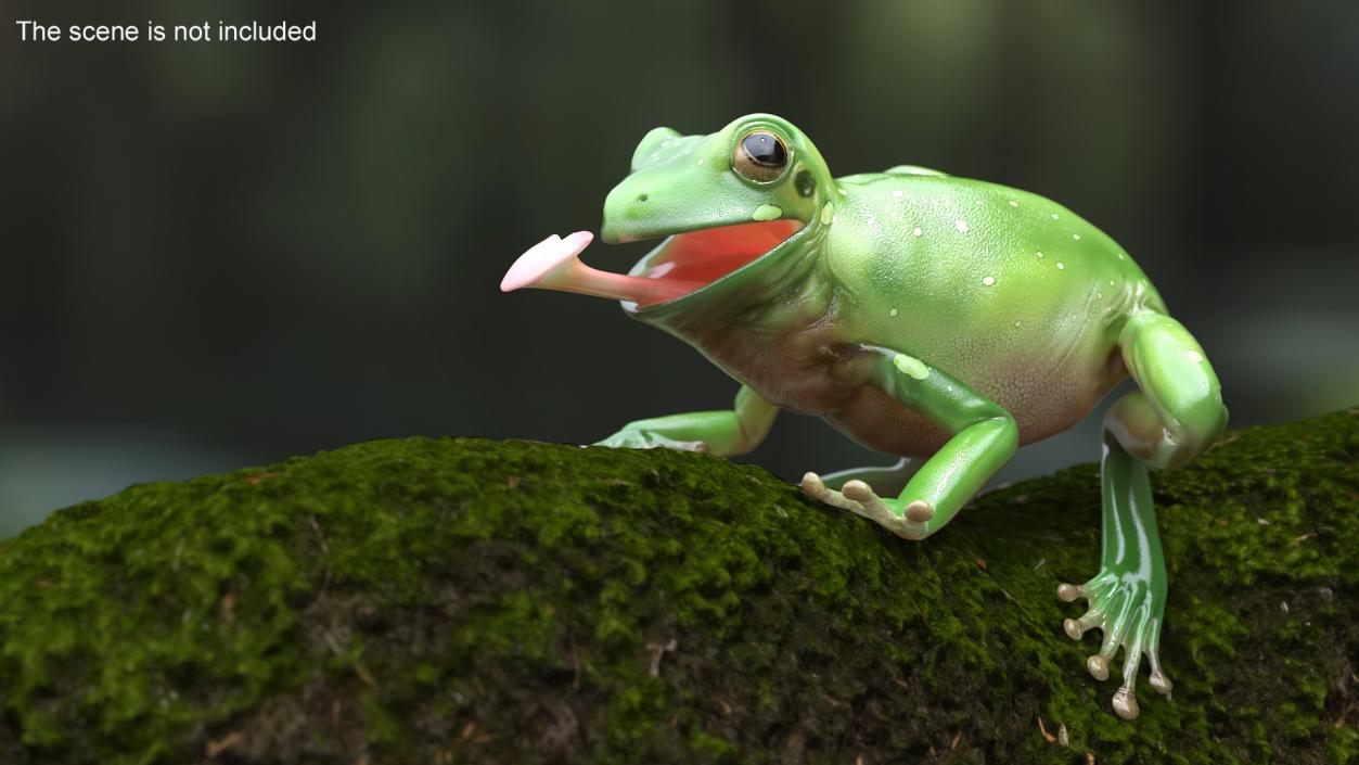 3D Realistic Australian Green Frog Rigged model