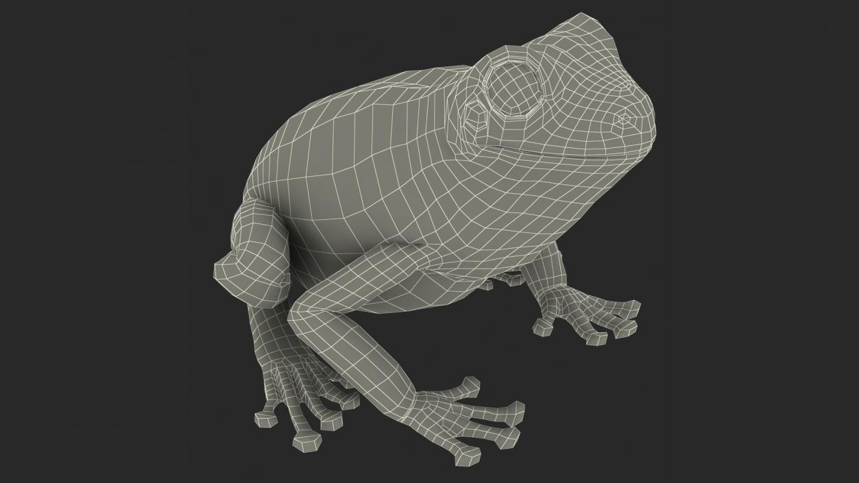 3D Realistic Australian Green Frog Rigged model