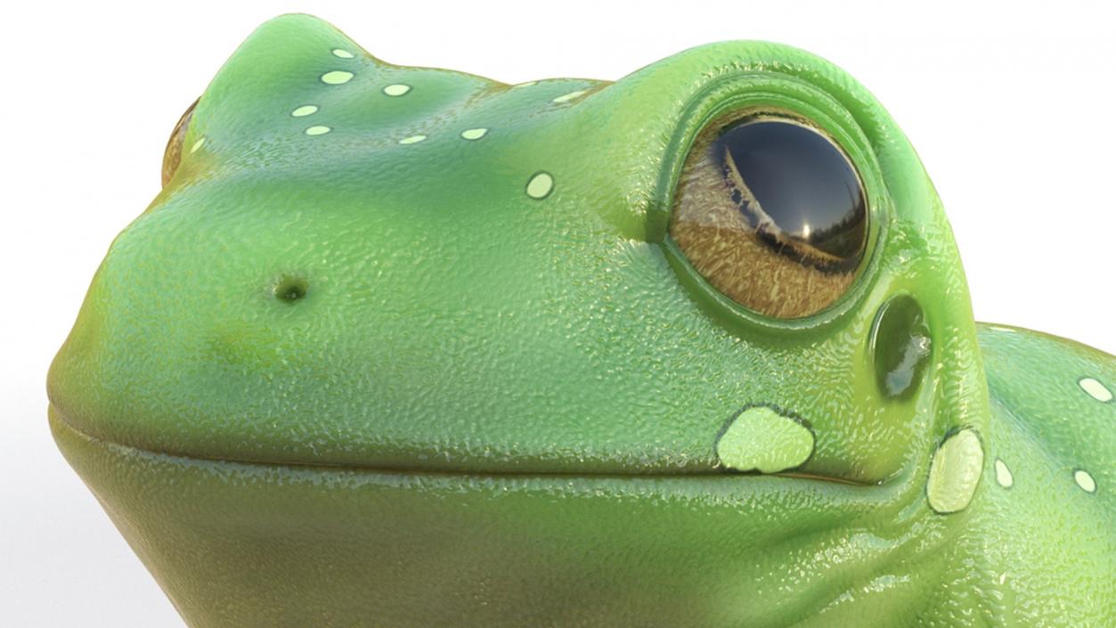 3D Realistic Australian Green Frog Rigged model