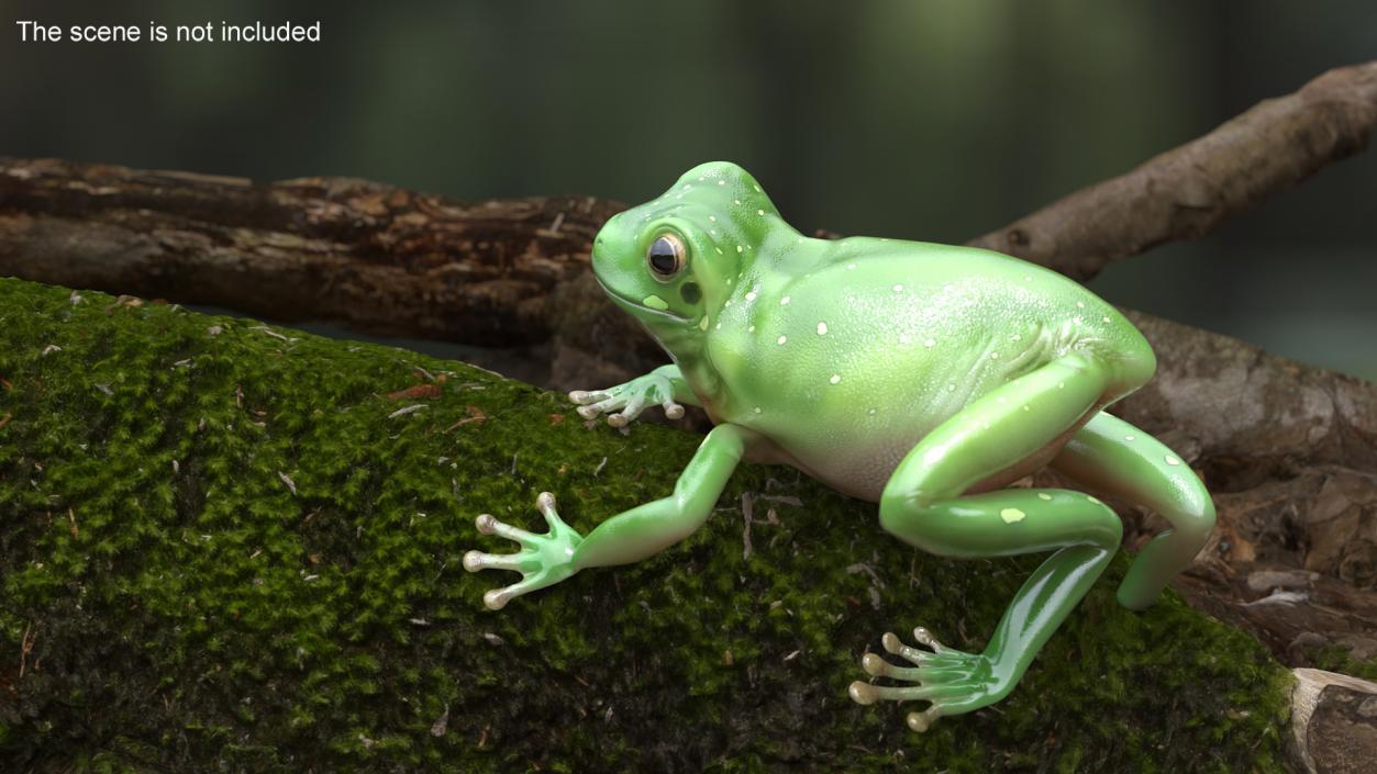 3D Realistic Australian Green Frog Rigged model